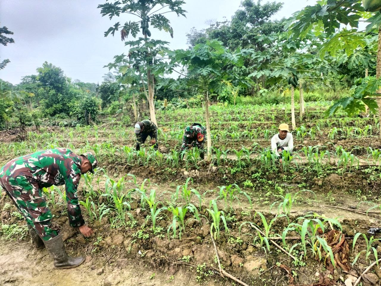 Babinsa Koramil 1710-07/Mapurujaya Terus Dampingi Petani Di Wilayah Binaan