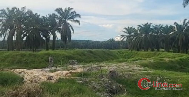 Penghijauan Lahan Konservasi Batu Gajah Dinodai Mafia Lahan Sejati? "Kapolda Diharap Campur Tangan"