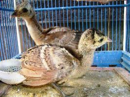 Anak Merak Hijau Menetas di Bandung Zoo Garden