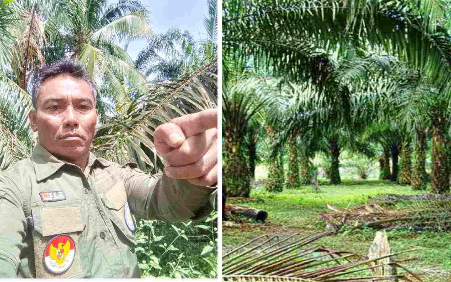 Kangkangi Putusan MA, Kuasai Hutan Tanpa Izin di Rohil, SALAMBA Minta Polda Riau Tangkap Pelaku