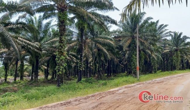 KLHK RI : Pemilik Kebun Sawit Ilegal di Riau Jika Masih Beraktivitas Ada Sanksi Pidana 