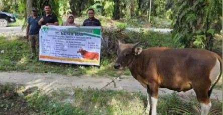 22 Ekor Sapi Qurban, Ucapan Terima Kasih Puluhan Desa Warga Pelalawan Kepada PT MM