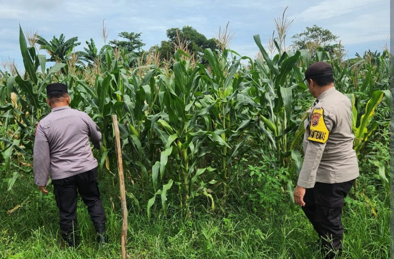 Polsek Senapelan Gelar Program Ketahanan Pangan Tanam Jagung Pipil