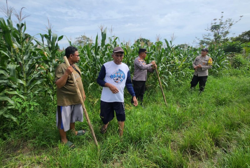 Polsek Senapelan Bersama Poktan Prima Jaya Tanam Jagung Pipil Dukung Ketahanan Pangan