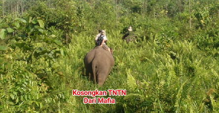 Kawasan TNTN Harus Segera Dikosongkan, Aktivis; Satgas PKH Harus Tegas Jangan Kasih Ampun