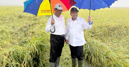 Wamenhan Tinjau Panen Raya Food Estate di Papua Selatan