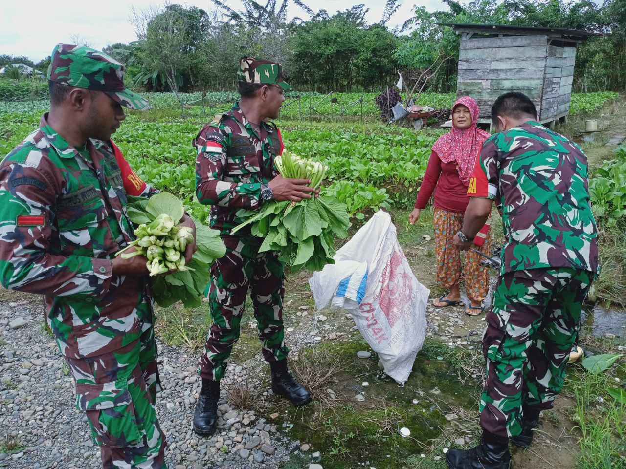 Babinsa Koramil 1710-02/Timika Terus Dampingi Para Petani Di Wilayah Binaan