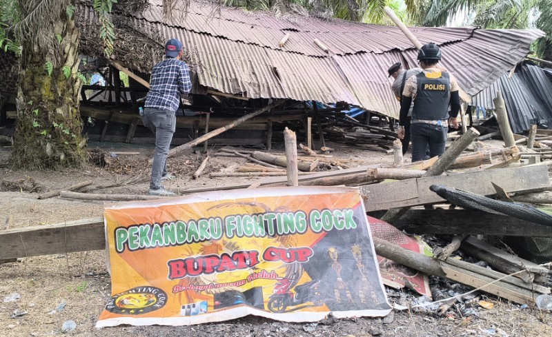 Gelar Kontes, 2 Arena Judi Sabung Ayam di Kampar Dihancurkan Petugas