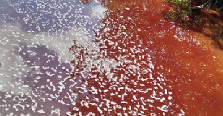 Terkait Dugaan Penghalangan Mahasiswa Teliti IPAL, PT. National Sago Prima Menjawab Begini?