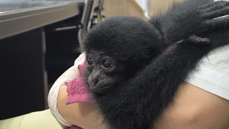 Jual Satwa Dilindungi Jenis Owa Siamang, Pria di Pekanbaru Ditangkap
