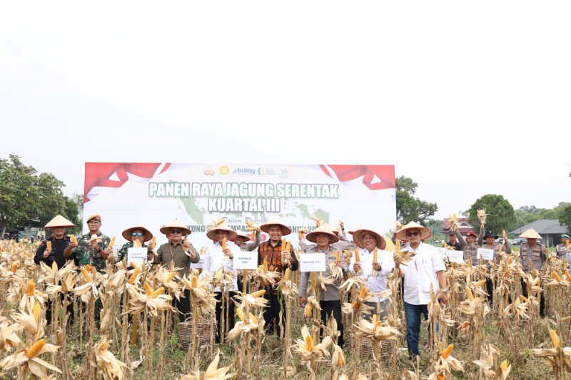 Dukung Ketahanan Pangan, Polda Riau Gelar Panen Jagung Serentak Kuartal III 2025