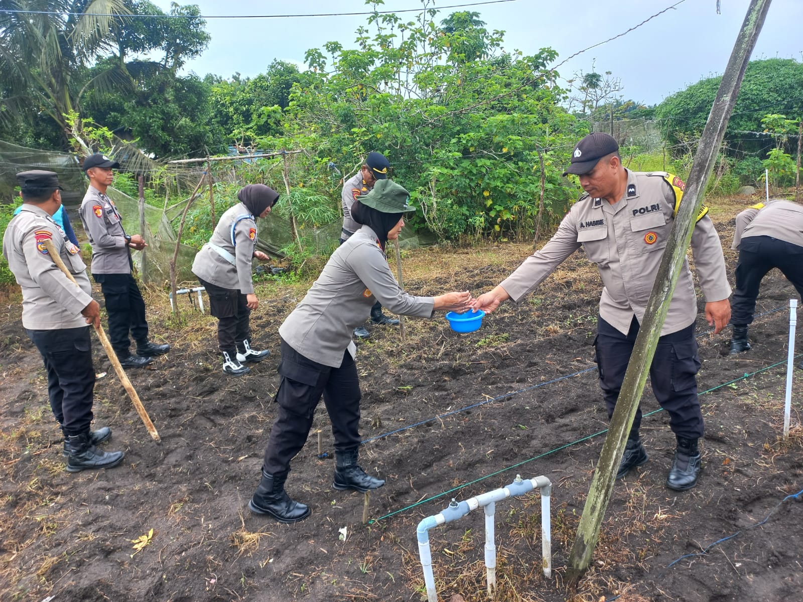 Dukung Ketahanan Pangan, Polsek Senapelan dan Polsek SKP Tanam Jagung Pipil
