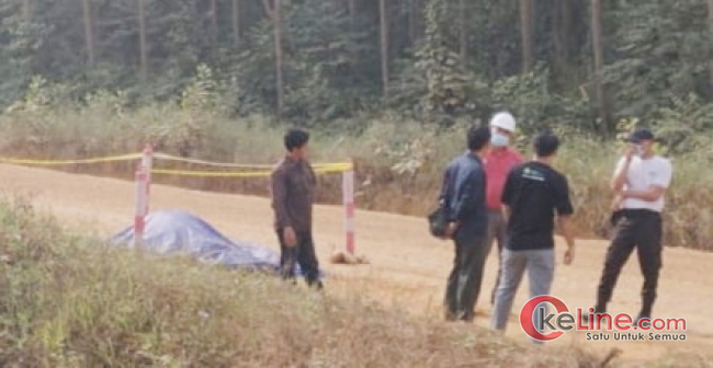 Tapir Hewan Nyaris Punah Diduga Tewas Ditabrak Mobil Truk Kayu PT RAPP Di Wilayah Resor Baserah