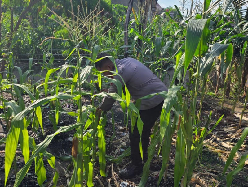 Dukung Ketahanan Pangan, Polsek Senapelan Terus Pantau Pertumbuhan Jagung Pipil