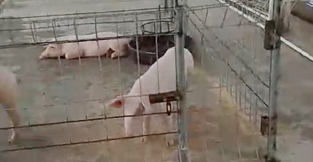 Lurah Zulken Halalkan Kandang Babi Di Kelurahan Agrowisata, Warga Tak Bisa Komplain Karena Ada Penjaga Galak