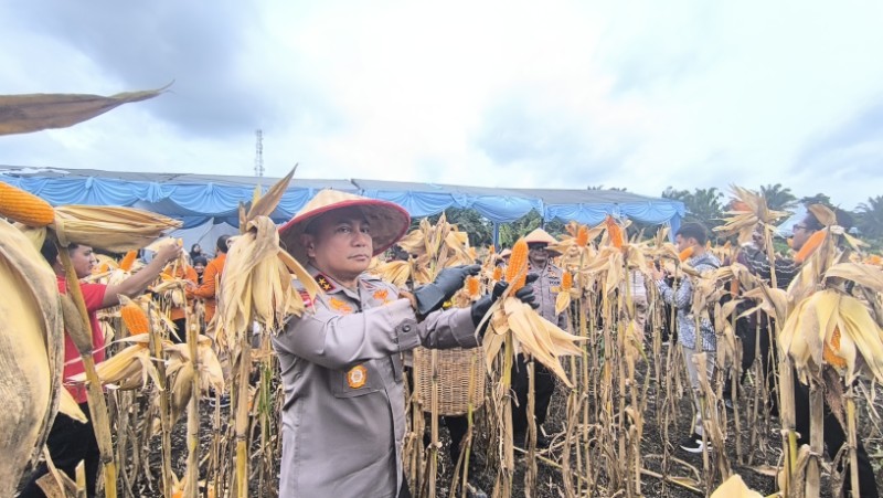 Panen Raya Jagung Pipil di Kampar, Kapolda Riau Sampaikan Capaian 2025 dan Target 2026