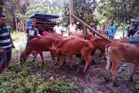 Mantap, Kelompok Petani Pelalawan Dapat Sapi Bantuan dari Anggota DPRD Riau