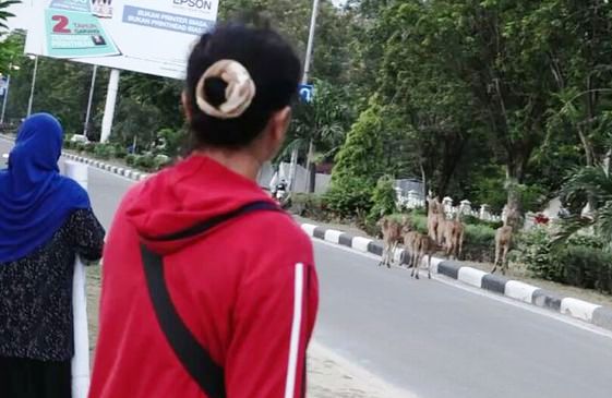 Pasca Gempa Palu, Rusa Liar Masuk Kota