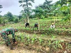 Babinsa Koramil 1710-07/Mapurujaya Terus Dampingi Petani Di Wilayah Binaan