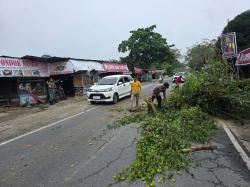 Polsek Tambang dan TNI Bergerak Cepat Bersihkan Pohon Tumbang di Jalan Pekanbaru ke Bangkinang