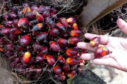 Pekan Ini Harga Kelapa Sawit di Riau Tembus Rp2.134 per Kg