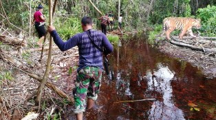 Ini Kronologis Penangkapan Bonita Harimau Makan Manusia