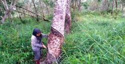 Masyarakat Adat yang Hidup Turun-temurun di dalam Kawasan Hutan tidak Dapat Dipidana, Asal?