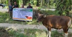 22 Ekor Sapi Qurban, Ucapan Terima Kasih Puluhan Desa Warga Pelalawan Kepada PT MM