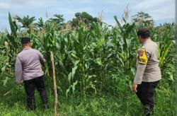 Polsek Senapelan Gelar Program Ketahanan Pangan Tanam Jagung Pipil