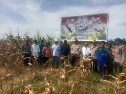 Bulog Dukung Panen Raya Jagung Tahap2 Kelompok Tani Lestari, CSR PT Sumber Tani Agung