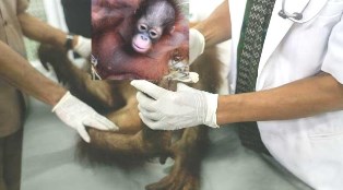 Orangutan Kembali Tewas Karena Peluru Senapan Angin