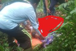 Seorang Karyawan HTI di Pelalawan Riau Tewas Dimangsa Harimau