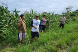 Polsek Senapelan Bersama Poktan Prima Jaya Tanam Jagung Pipil Dukung Ketahanan Pangan