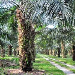 Alasan Biaya Eksekusi Tidak Ada, Lahan Sawit 173 Hektar Diatas Kawasan Hutan,Terus Dikuasai Tergugat