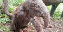 Comelnya Anak Gajah Baru Lahir di Camp Elephants Flying Squad SPTN TNTN