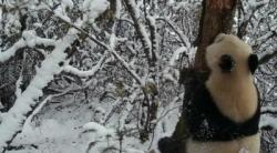 Panda Raksasa di Prefektur Aba Bersenang-senang di Alam Liar yang Diselimuti Es dan Salju