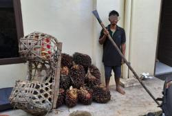 Maling Sawit di Kebun Milik Koperasi, Pemuda di Rumbai Pesisir Ditangkap