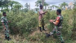Tingkatkan Ketahanan Pangan Wilayah, Babinsa Koramil 1710-02/Timika Dampingi Petani