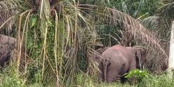 Desakan Laporkan Oberlin Marbun Merambah Hutan Semakin Deras, Hubungi HP Ini