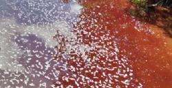 Terkait Dugaan Penghalangan Mahasiswa Teliti IPAL, PT. National Sago Prima Menjawab Begini?