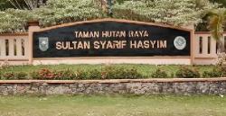 UU CK - Jika Selesai Didenda, Sawit dalam Tahura Sultan Syarif Hasyim Jadi Hutan Lagi