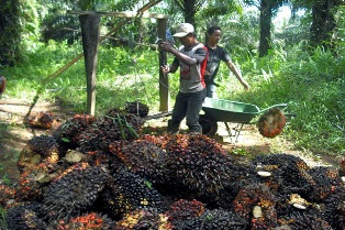 Harga TBS di Riau Turun Lagi