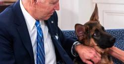 Lingkungan Gedung Putih, Washington Khawatir Teror Anjing Keluarga Joe Biden