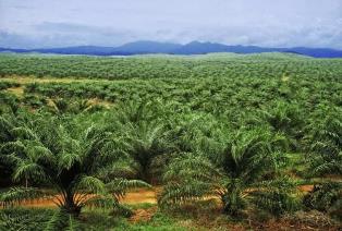 Tersangka Perorangan PT Hutahaean Segera Ditetapkan