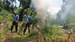 Enam Hektare Ladang Ganja Berusia 3 bulan di Bireun Dibakar