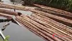 Budi Humas PT NSP Mengaku Menampung Ratusan Batang Kayu Warga Desa Kepau