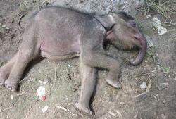 Kabar Duka di Hari Gajah, Anak Gajah Yuni Mati di PLG Sebanga Bengkalis