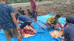 Idul Adha 1446 H, PT WSSI Siak Bagikan 3 Ekor Kambing dan 1 Ekor Sapi