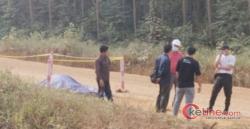 Tapir Hewan Nyaris Punah Diduga Tewas Ditabrak Mobil Truk Kayu PT RAPP Di Wilayah Resor Baserah