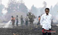 Greenpeace Usulkan Lahan Gambut Kalteng Jangan Digarap, Formasi Riau Minta Ditanam Sagu